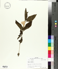 Ruellia strepens image