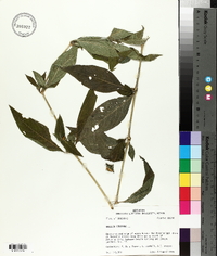 Ruellia strepens image