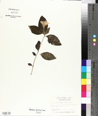 Ruellia caroliniensis image