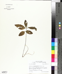 Ruellia caroliniensis image