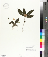 Ruellia caroliniensis image