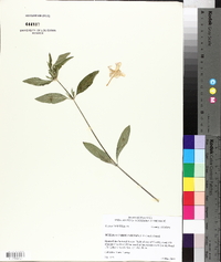 Ruellia caroliniensis image