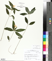 Ruellia caroliniensis image