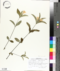 Ruellia caroliniensis image