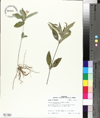 Ruellia caroliniensis image