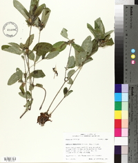 Ruellia caroliniensis image