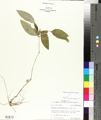 Ruellia caroliniensis image