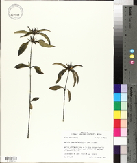 Ruellia caroliniensis image