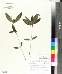 Ruellia caroliniensis image