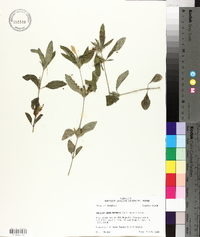 Ruellia caroliniensis image