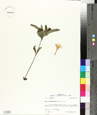 Ruellia caroliniensis image