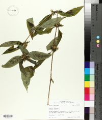 Ruellia strepens image