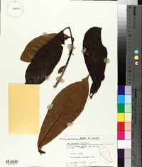 Saurauia tristyla image