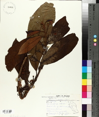 Saurauia tristyla image