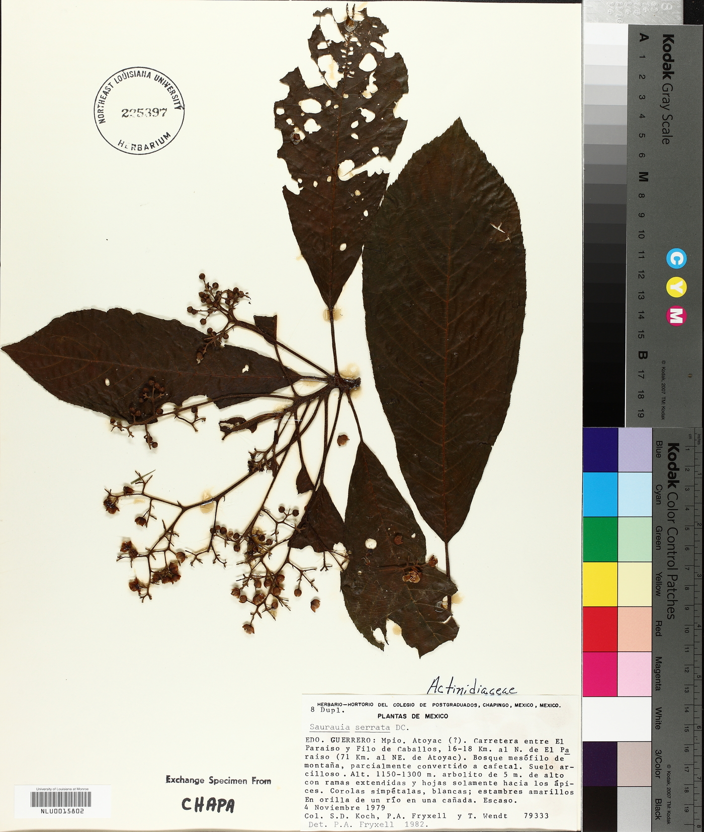 Saurauia serrata image