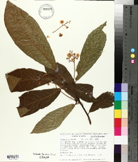 Saurauia serrata image