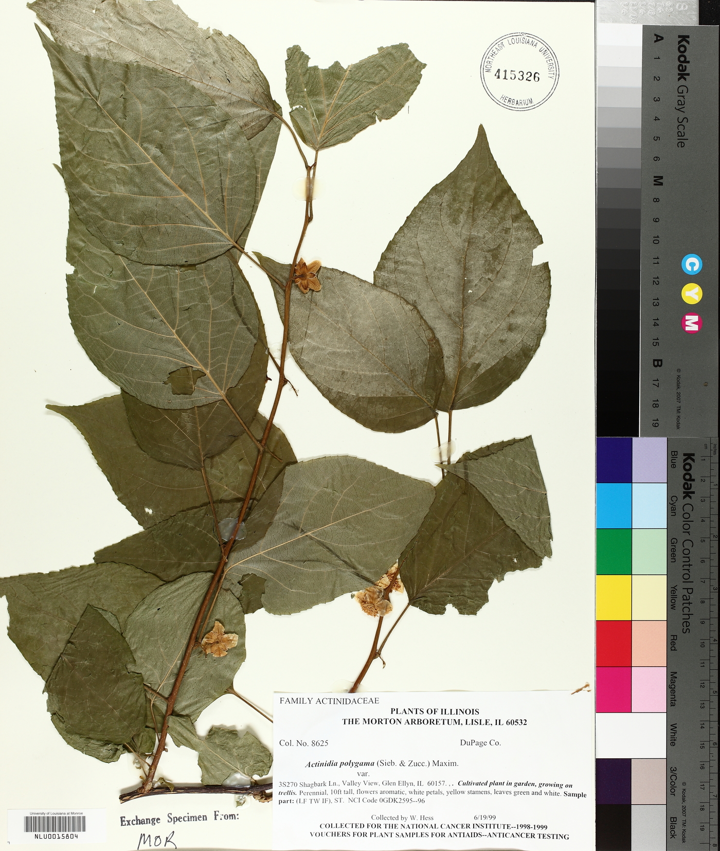 Actinidia polygama image