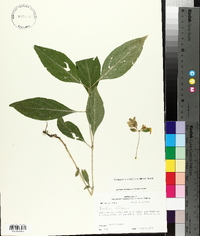 Yeatesia viridiflora image