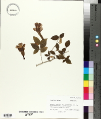 Thunbergia affinis image