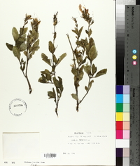 Ruellia tuberosa image