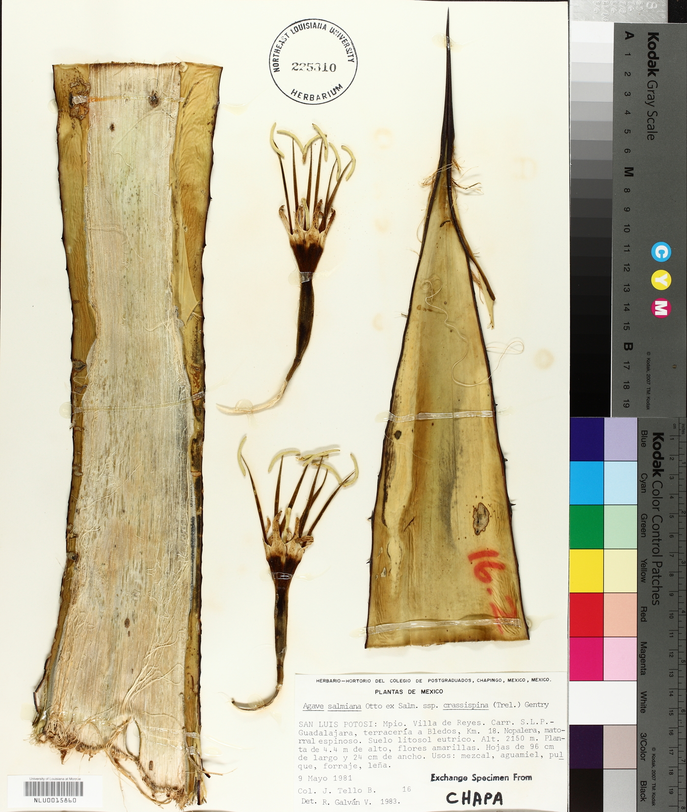 Agave salmiana subsp. crassispina image