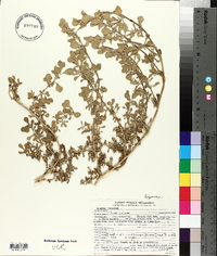 Galenia pubescens image