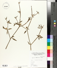 Image of Mesembryanthemum lancifolium