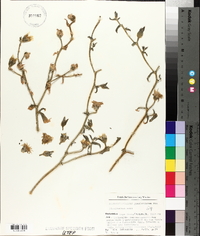 Image of Mesembryanthemum guerichianum