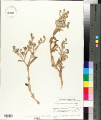 Mesembryanthemum aitonis image