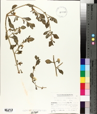 Mesembryanthemum aitonis image
