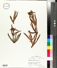Mesembryanthemum aequilaterale image