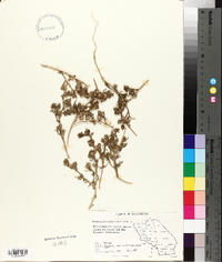 Mesembryanthemum nodiflorum image