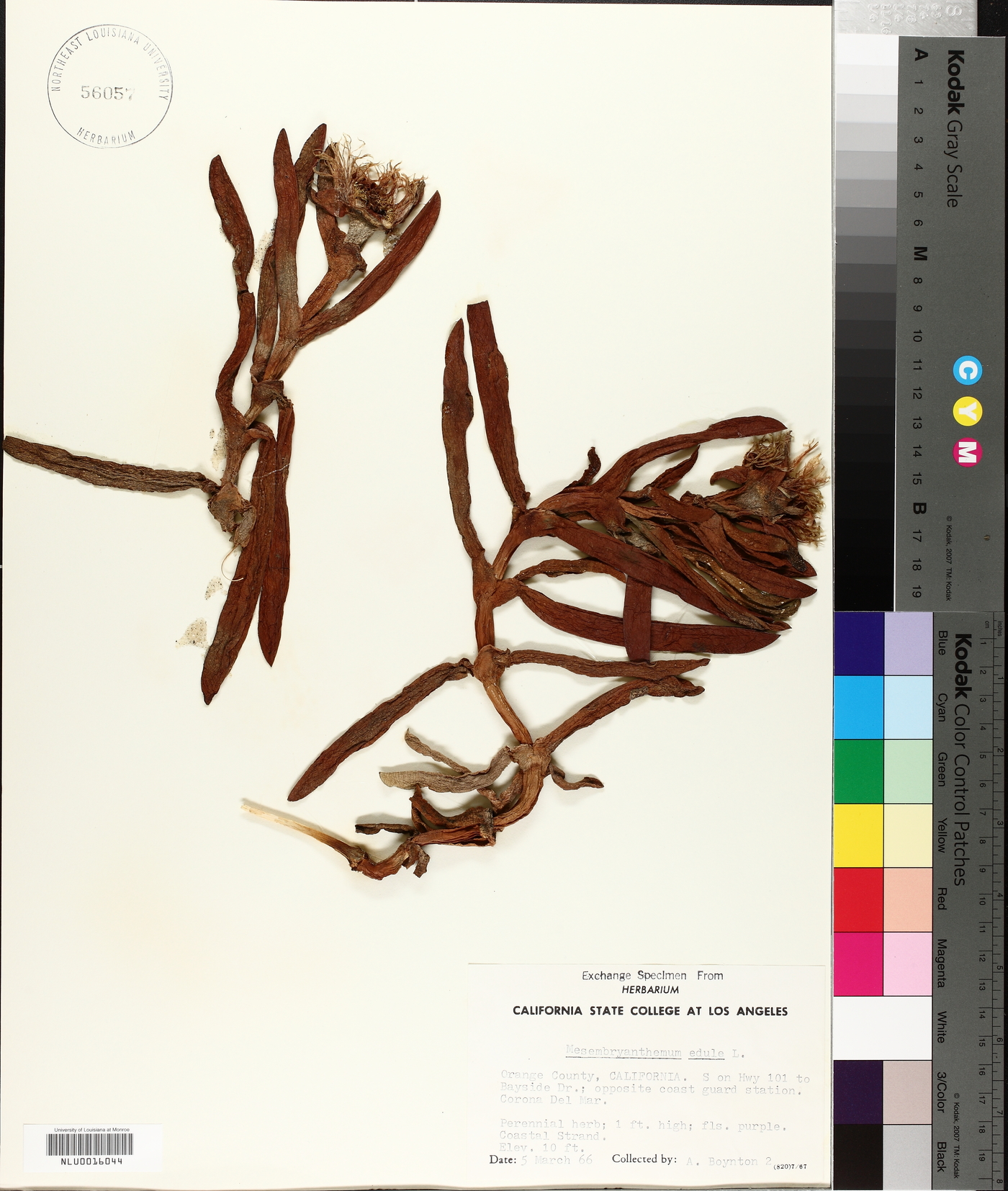 Carpobrotus edulis image