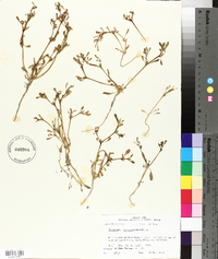 Sesuvium portulacastrum image