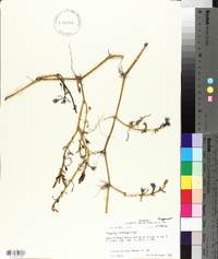 Sesuvium portulacastrum image