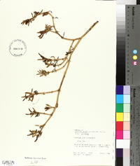 Sesuvium portulacastrum image