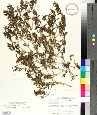 Sesuvium maritimum image