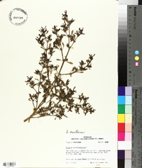 Sesuvium maritimum image