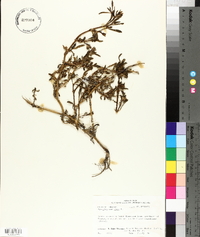 Sesuvium maritimum image