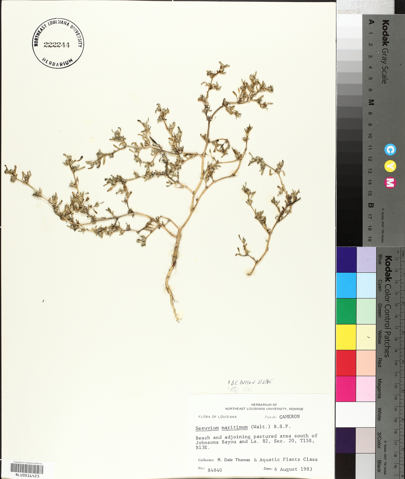 Sesuvium maritimum image