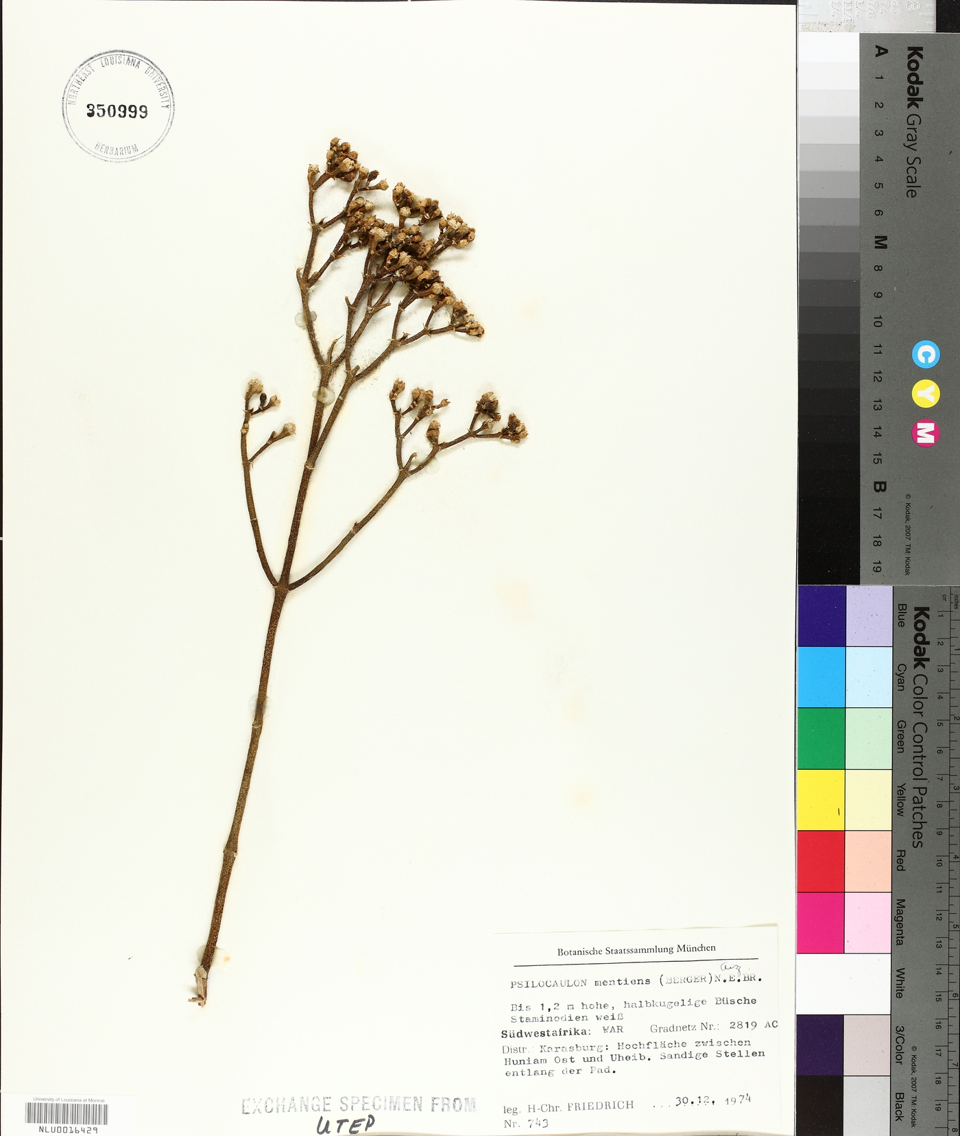 Mesembryanthemum coriarium image