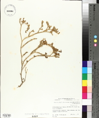 Image of Mesembryanthemum salicornioides