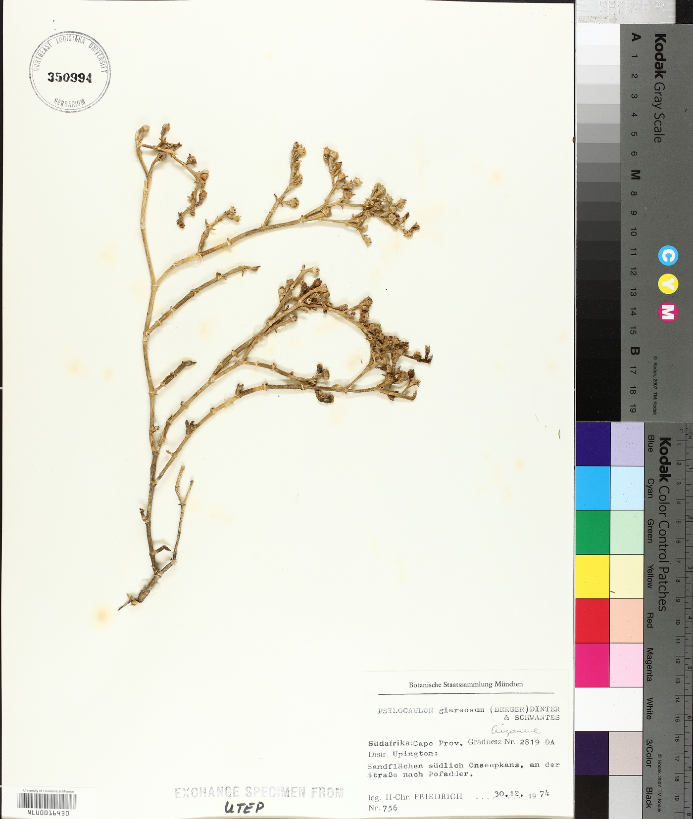 Mesembryanthemum salicornioides image