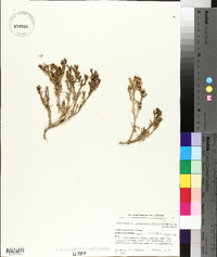 Mesembryanthemum salicornioides image