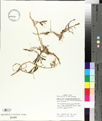 Sesuvium portulacastrum image