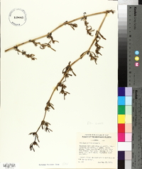 Sesuvium portulacastrum image