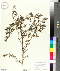 Sesuvium maritimum image