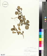 Trianthema portulacastrum image