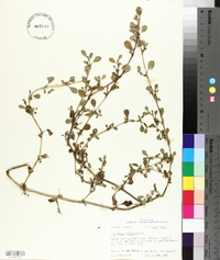 Trianthema portulacastrum image