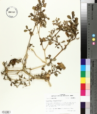 Trianthema portulacastrum image